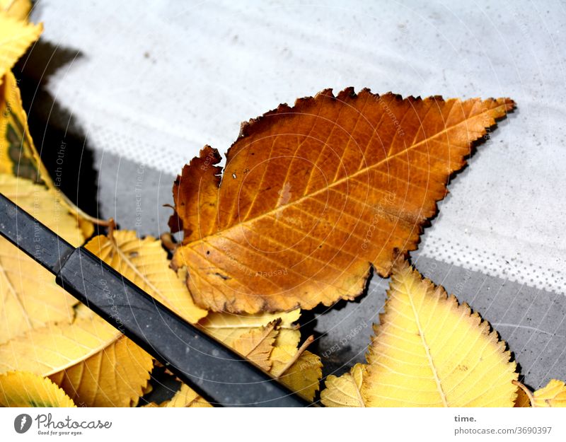 Autumn ahead (3) flaked Intersection Transformation Limp wither Lie car Windscreen wiper blade Pane Yellow Brown