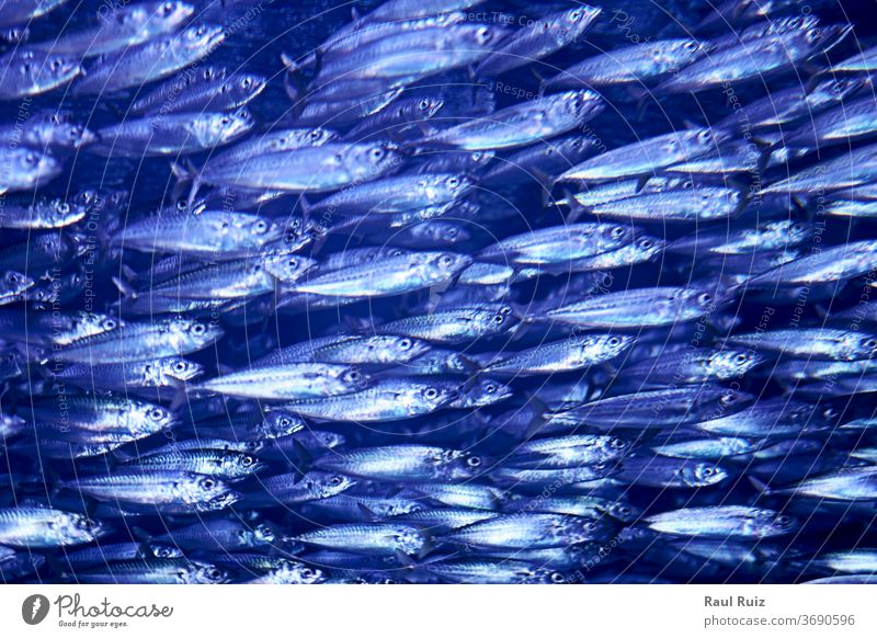 Shoal of fish in the dark ocean mackerel silver slice nourishment raw diet sprat food fresh market closeup seafood animal sardine healthy grip freshness fishing