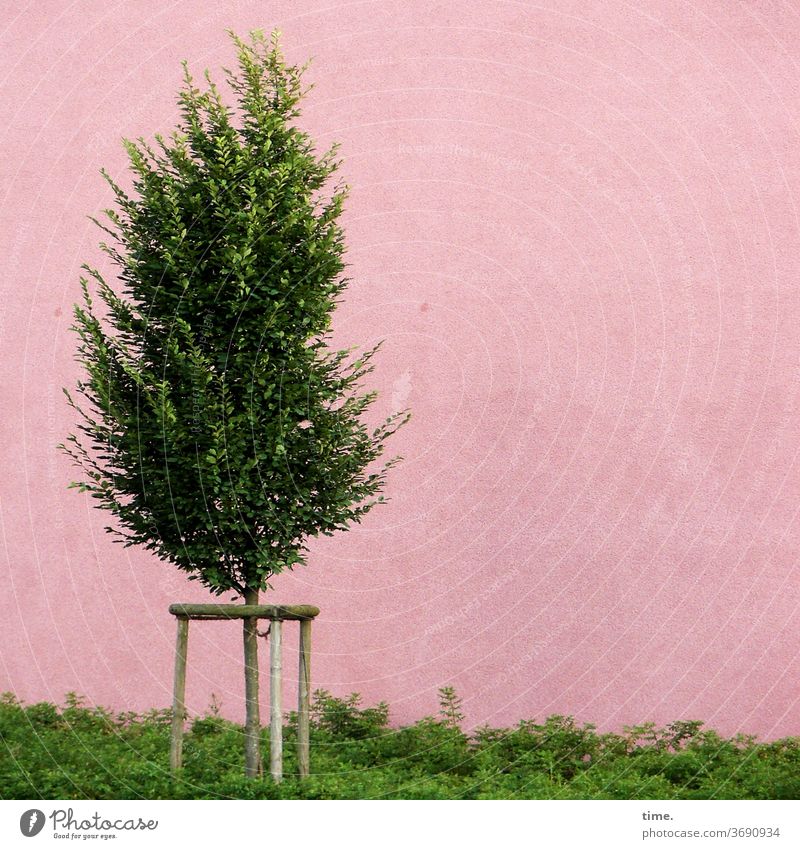 Youth Welfare Measure tree Pink Wall (building) penned Lonely on one's own Prison Captured green Ground cover plant standing aid tie Fastening Growth youthful