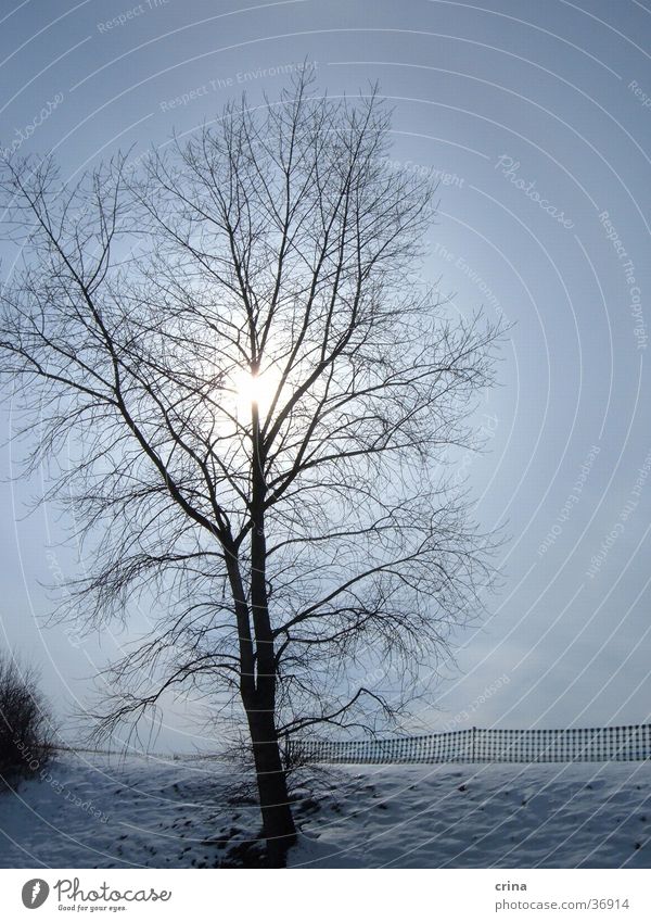 winter's day Winter Tree Back-light Snow Sun Sky Blue