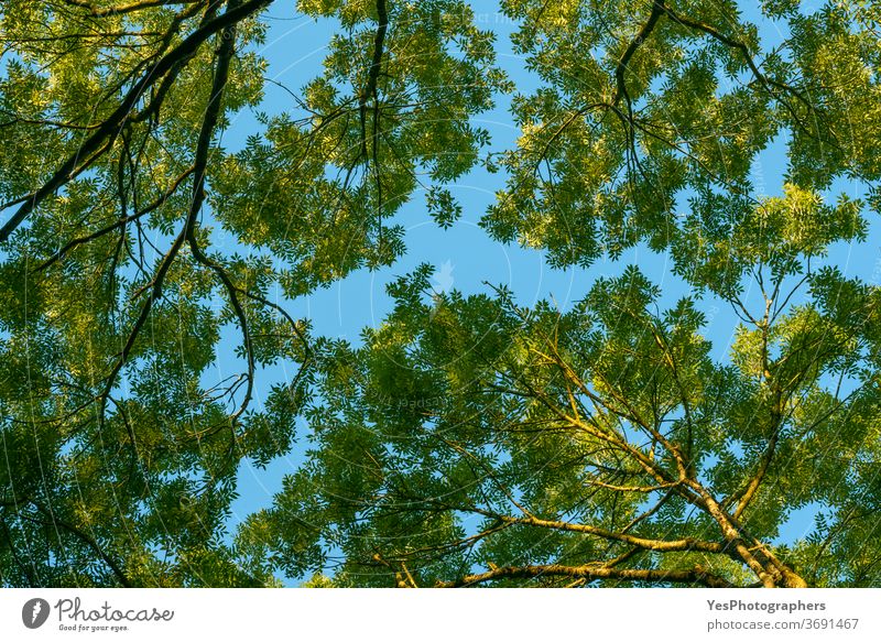 Trees up view. Green trees foliage against a blue sky. Into the forest bottom-up trees Spring abstract background branch bright canopy deciduous environment