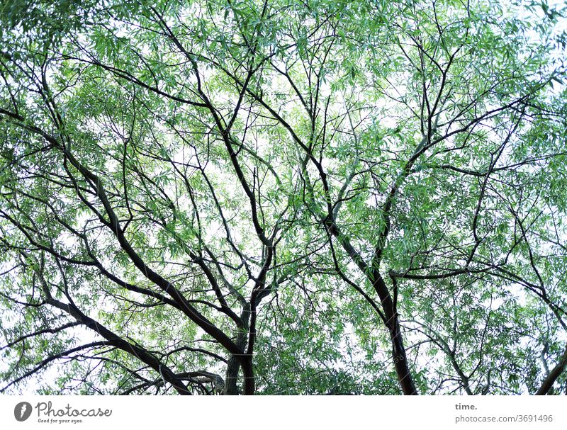 summer rush tree branches Tall Perspective Nature Plant Delicate Sky Airy Inspiration Easy Silhouette Deserted Ease Elegant Life Warmth natural Near Summer