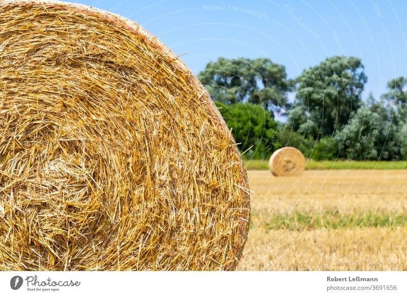a field with lots of straw bales, with a blue sky Agra agriculture background day dried dry farm golden grain harvest hay hay bale landscape meadow rural straws