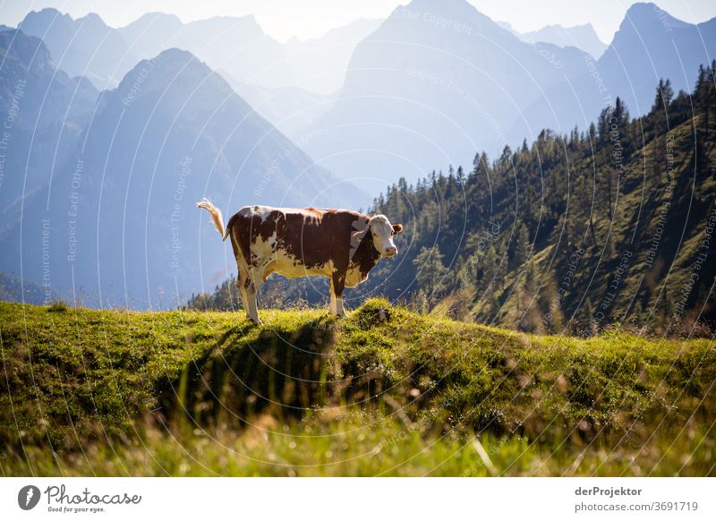 Portrait of a cow at the Achensee Agriculture Cattle chill Forest Nature Nature reserve Effort Environment Brave Beginning Mountain Hiking Colour photo