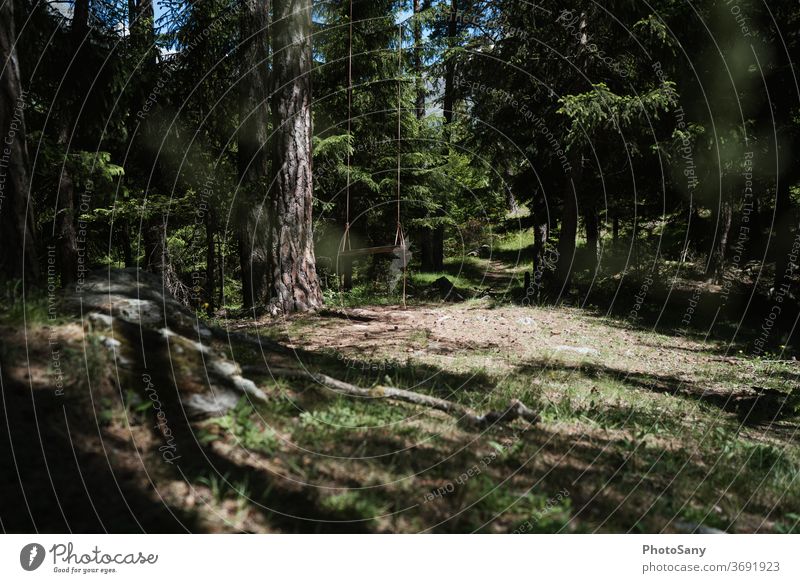 Swings in the forest Forest Clearing woodland playground Green fir forest Switzerland valais Woodground Brown