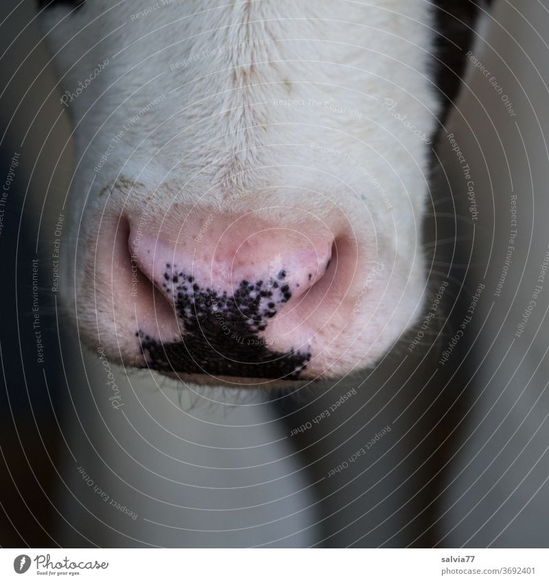 Anything to suck on? Calf Calves Head Nose Animal Cattle Agriculture Farm animal Baby animal Close-up Detail Pelt Muzzle