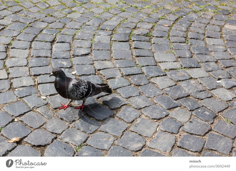 Dove with red foot Pigeon pavement stones feathers Gray Flying city dove Pattern Red symbol Picasso Peace Beak Bible Freedom deaf Plejades River Constellation