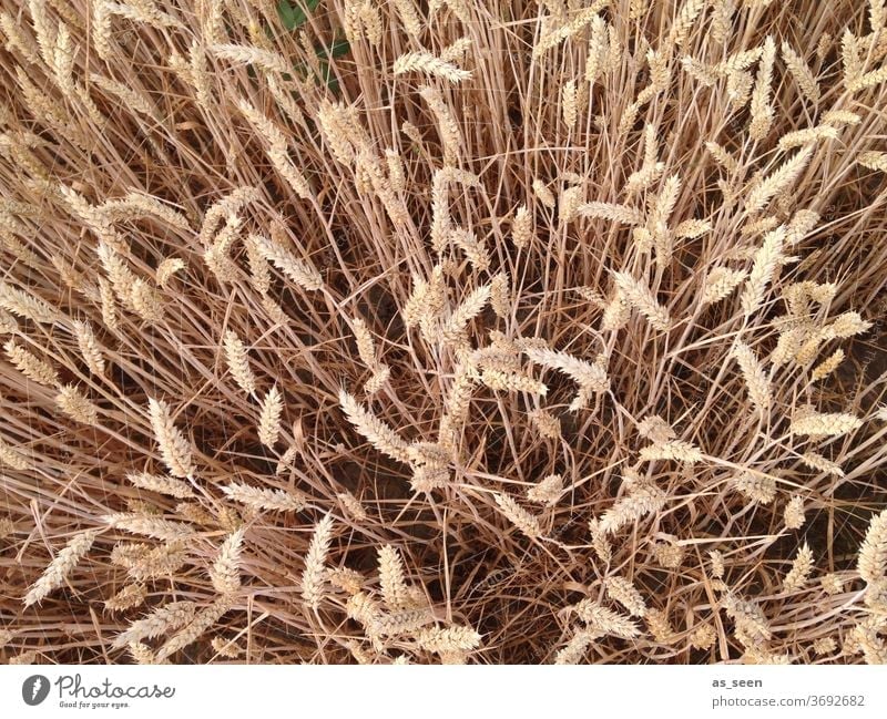 Grain field from above Barley Rye Bird's-eye view Field Agriculture Wheat Cornfield Nature Summer Wheatfield Nutrition Agricultural crop Plant Environment grain