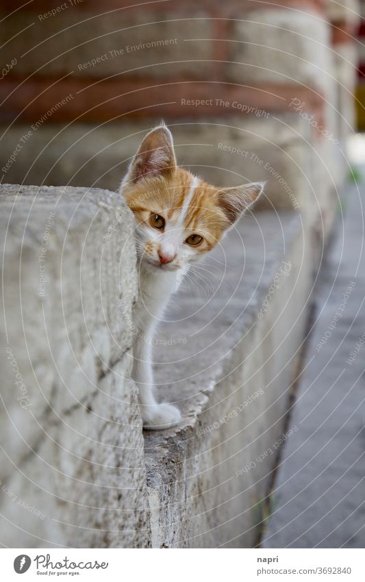 From the cover wagen | kitten looks curiously out behind a stone wall. Cat inquisitorial shy cautious timid Timidity Cover Stone wall Protection Cute Fluffy