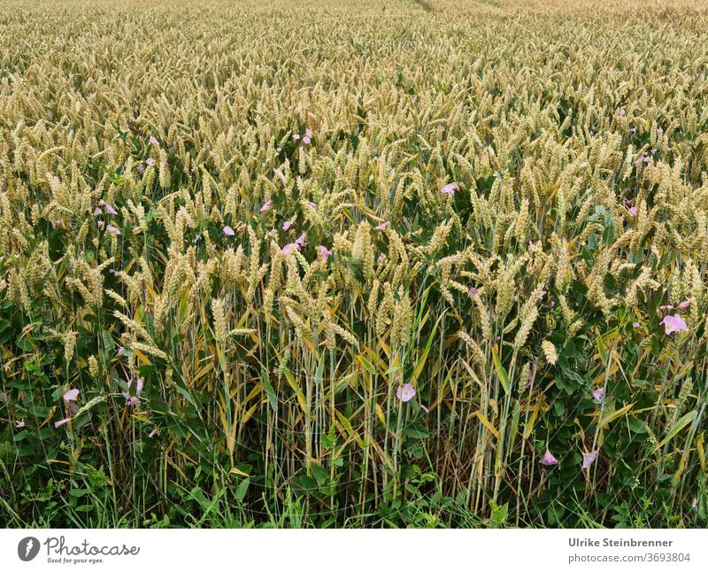 Wheat field with single pink field winches Wheatfield Ground morning glory Cornfield Ear of corn Wheat ears Sweet grass triticum Grain Grain field grain Tire