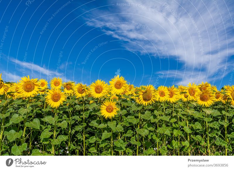 Sunflowers on the field in sunny day sunflower landscape agriculture nature plant beautiful sky clouds outdoors petal yellow horizontal light bright colorful