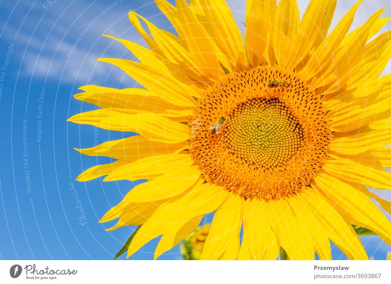 Beautiful sunflower on the sky background nature plant beautiful flora petal bloom blossom yellow horizontal day light bright colorful summer outdoors