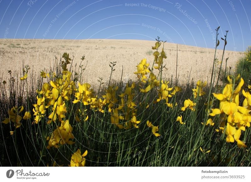yellow flowers with bright grain field and blue sky in the background Field flowers Margin of a field Grain field Plant Yellow Blossoming bleed Meadow