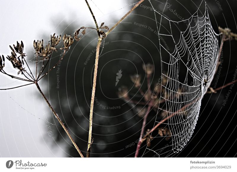 white spider's web on dried out stalk Spider's web Autumn Dew Net Gloomy somber rainy day