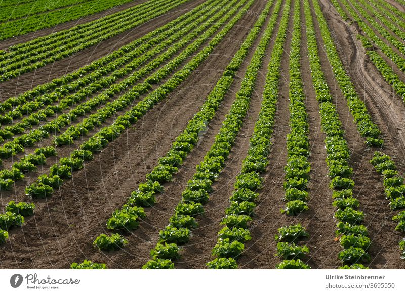 Field with long rows of lettuce acre Lettuce Cut lettuce lollo bionda Lollo bianco salad Lollo green series Direct lines furrows extension Agriculture Green