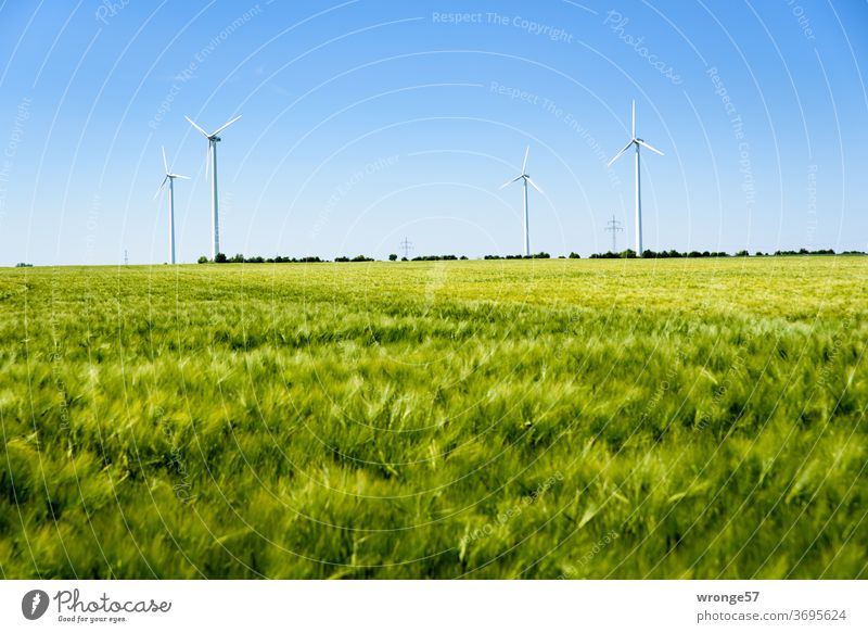 4 wind turbines behind a green cornfield Wind turbines windmills Renewable energy green energy Horizon Blue sky Cloudless sky Grain field Cornfield Rye field