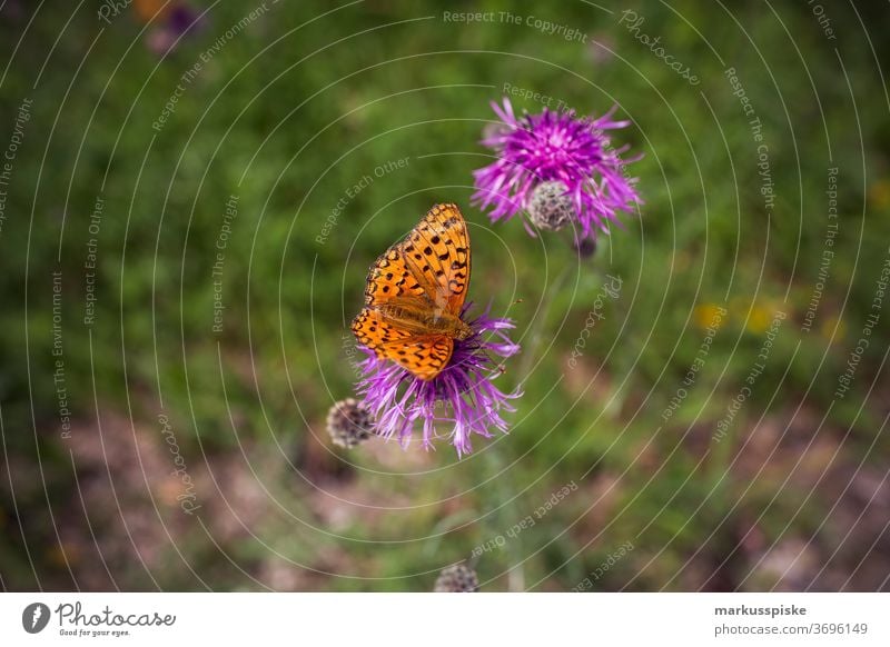 Butterfly at purple flower beautiful beauty blaze of color bloom blossom bokeh bright brown bunch closeup colorful colors colour countryside fantasy flora