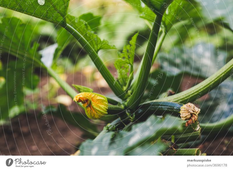 Fresh bio harvest home garden zucchini agriculture Bio bloom breed breeding childhood conservatory controlled farming crop cultivation food from hand to mouth