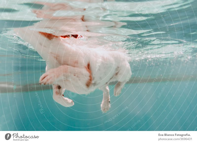 underwater view of dog swimming in the pool, fun and lifestyle at summer pet jack russell swimming pool fitness family deep portrait poolside puppy instructing