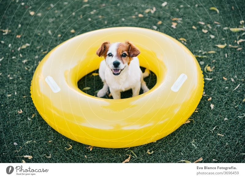 portrait of cute jack russell dog smiling outdoors sitting on the grass, summer time yellow donuts inflatable waiting purebred small lifestyle lawn