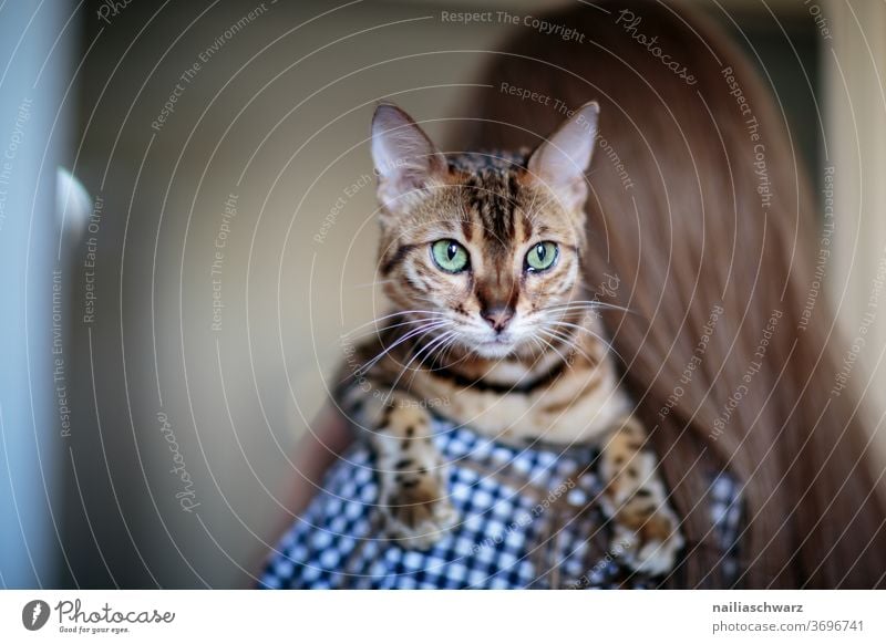 Olivia Bengal Cat and human Cat's head Animal portrait bengal cat Bengali Cat Human being Woman girl Friendliness Friendship Curiosity inquisitorial Upper body