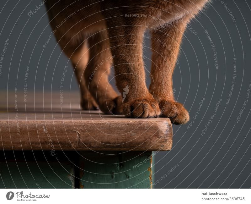 velvet paws Cat Legs Pelt Red Brown Parts of body Table Stand standing Cute Domestic cat Animal Studio lighting Studio shot Red-haired Abyssinian Abyssinian cat