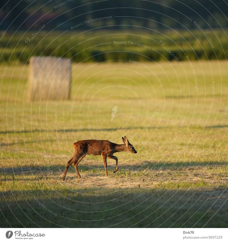 Fawn on the freshly mown meadow Roe deer Animal Wild animal Exterior shot Colour photo Nature Day Animal portrait Baby animal Deserted Environment Meadow