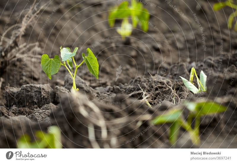 Close up picture of newly planted bean seedlings, selective focus. nature growth gardening green leaf soil farming agriculture organic crop vegetable close up