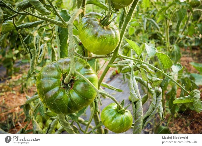 Ripening organic green tomatoes in a greenhouse. vegetable farm ripen agriculture food horticulture sun growth fresh nature healthy gardening agricultural bunch