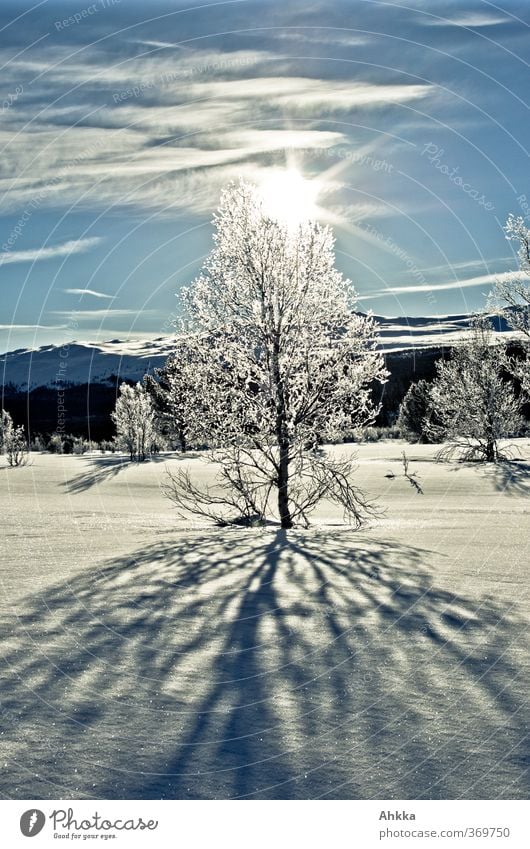 Backlight portrait of an icy tree casting a big shadow and shining in front of a snowy mountain panorama Nature Landscape Sun Sunlight Winter Weather
