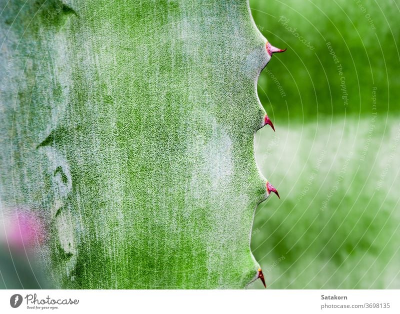 Succulent plant close-up, thorn and detail on leaves of Agave plant succulent agave leaf green white wax cray beautiful nature texture surface natural grow