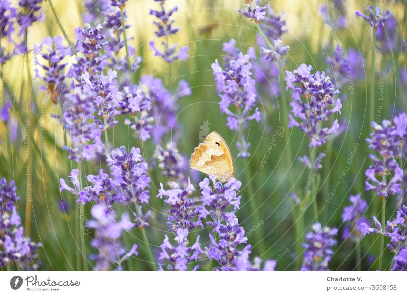 flying visit | butterfly on lavender Butterfly Lavender lavender flowers butterflies green Yellow Orange Violet purple Purple Flower Summer Summery Delicate
