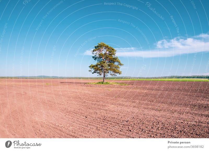 lonely tree in a field on blue sky horizon nature meadow summer landscape oak environment spring season weather ground sun clear countryside agriculture stage