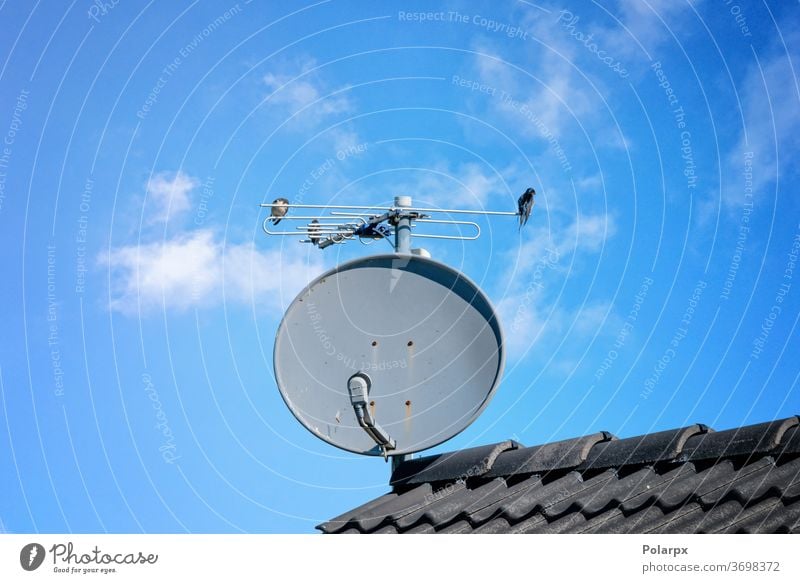 Birds on a satellite dish on a rooftop internet wireless equipment digital communication parabolic building home technology network house receiver signal radio