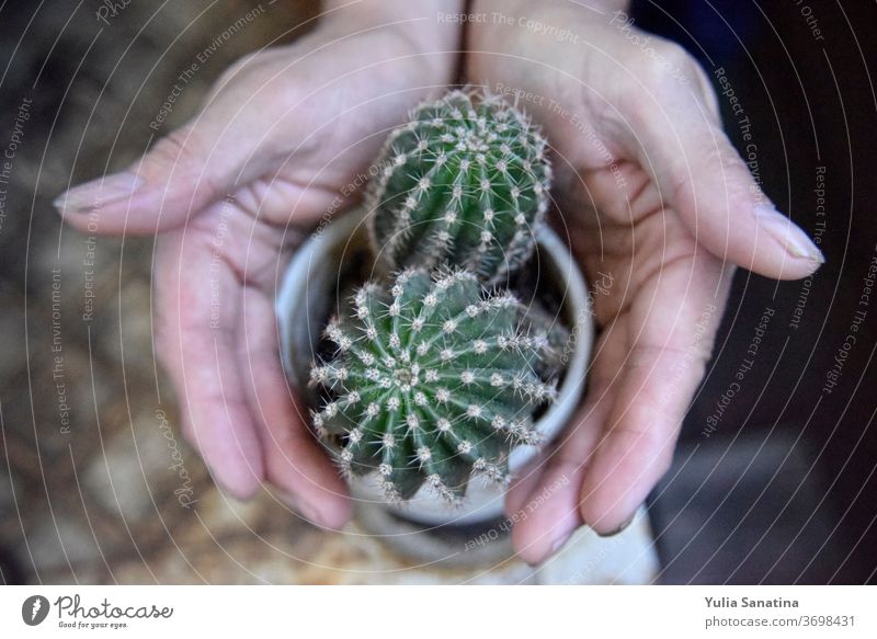 selective focus at the cactus, surrounded with the mans hands protection safety care green plant garden planting pot white home skin male background beautiful