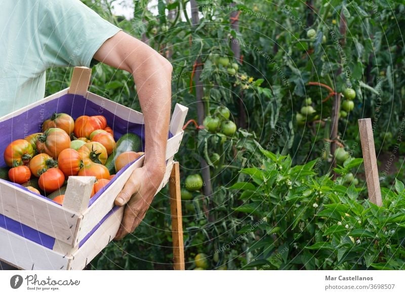 Man with box of tomatoes in the garden. vegetables man agriculture person food gardening farm organic farmer harvest harvesting green nature red farming hand