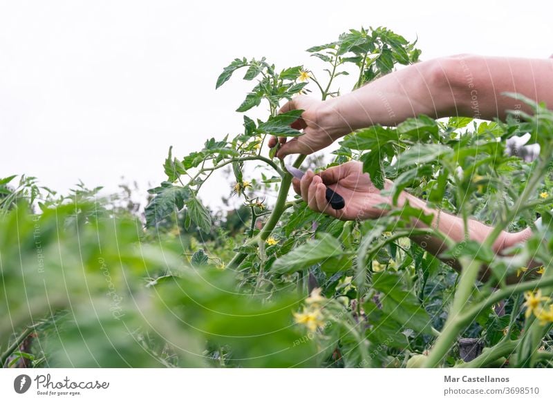 Man pruning tomato plant. person man vegetable gardening agriculture nature summer greenhouse work adult farm lifestyle organic agricultural gardener farming