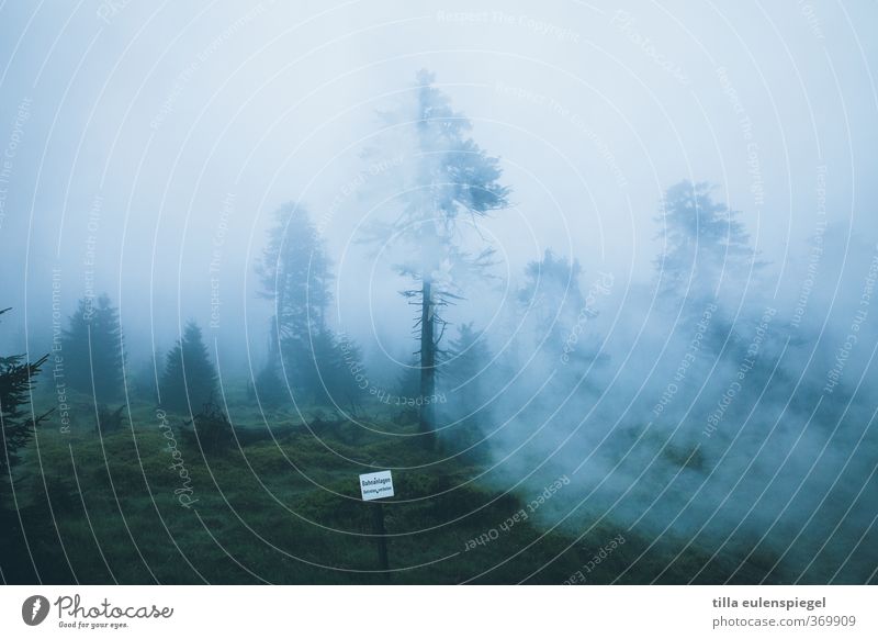 sherwood Environment Nature Landscape Clouds Bad weather Fog Forest Dark Creepy Cold Natural Blue Signs and labeling Tree Coniferous forest Coniferous trees