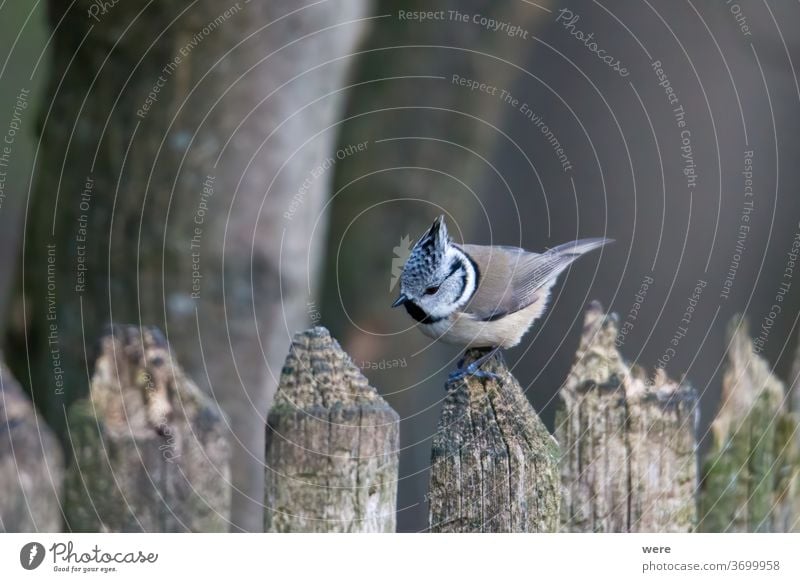 Crested tit in the woods on a branch Lophophanes cristatus Stand bird Wood animal annual bird bird feeding comb copy space feathers fly food forest hood nature