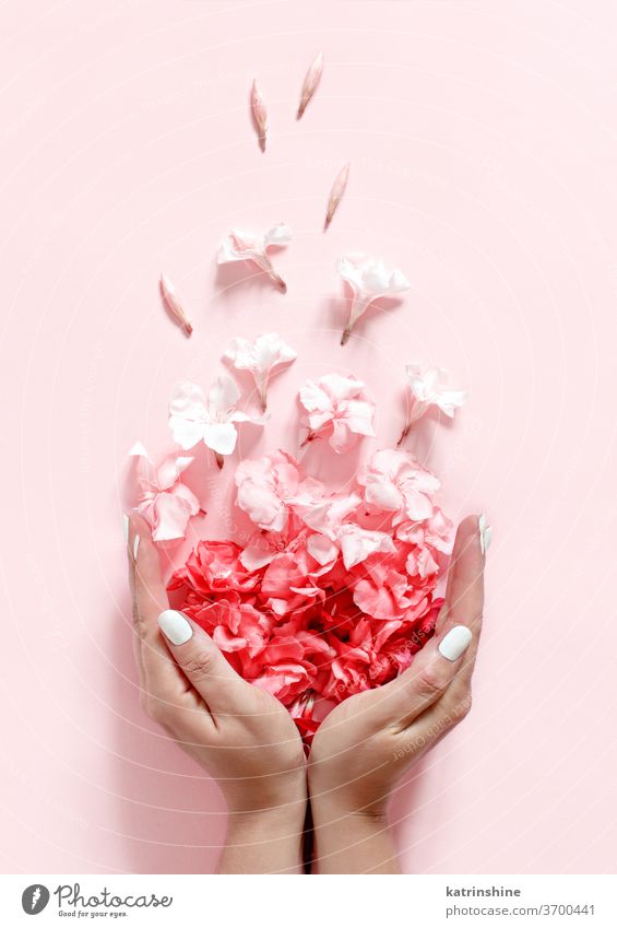Hands full of Pink flowers on light pink background hands monochrome pastel top view red coral oliandro Womans day Bridal Engagement Spring Petals Greeting