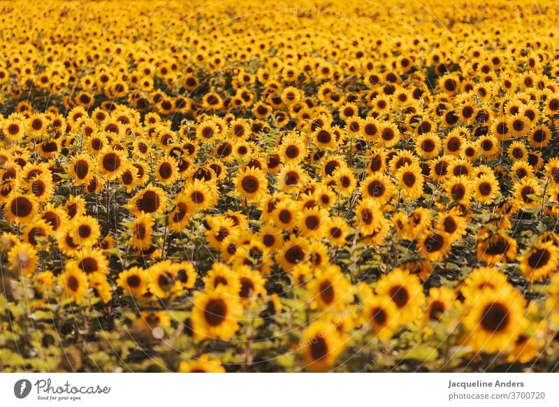 huge sunflower field in the evening light Sunflower field Sunflowers sea of flowers blossom Landscape Sunset Field Nature countless Yellow leaves bleed heyday