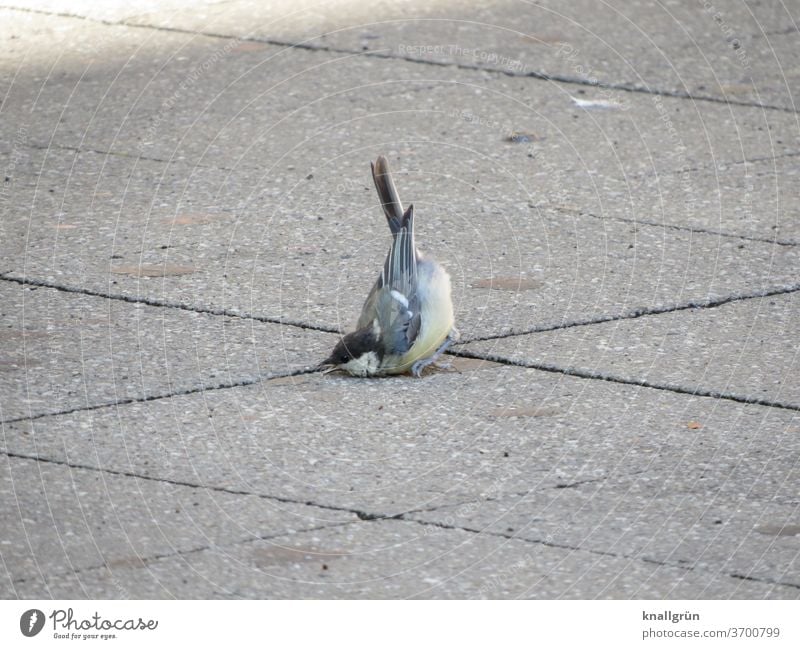 Young great tit fell headfirst into the street birds Sudden fall To fall Tit mouse Animal Exterior shot 1 Wild animal Small Deserted wounded Beak Asphalt Street