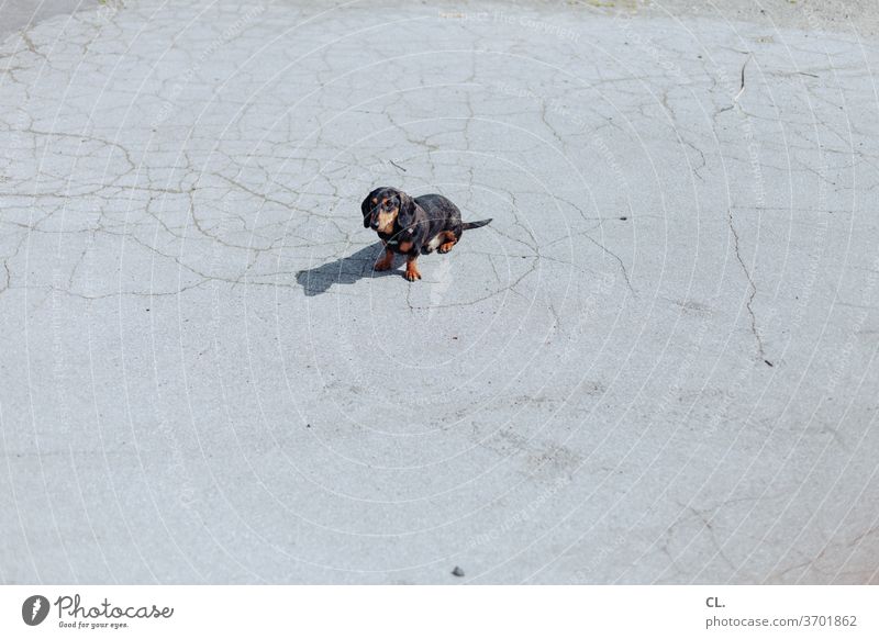 carlson (not leashed) Dog Dachshund Cute Small Pet Animal Love of animals Wait Sit well-behaved ingenious Deserted Exterior shot
