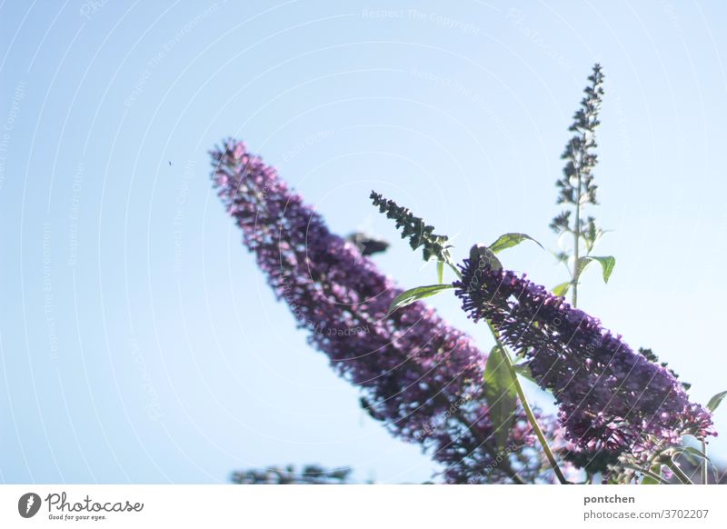 Summer lilac in front of a bright blue sky in summer.garden Buddleja Garden Plant Nature bleed purple blossom Violet already Sky