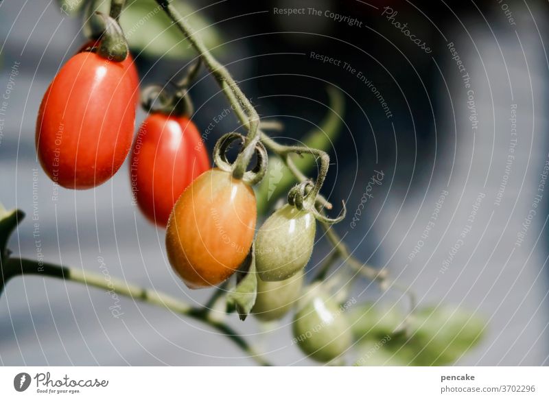 reifeprüfung Tomaten hängen rot grün Rispe Sonne Sommer Gemüse Garten Kontast Pflanze gesund Ernährung wachsen