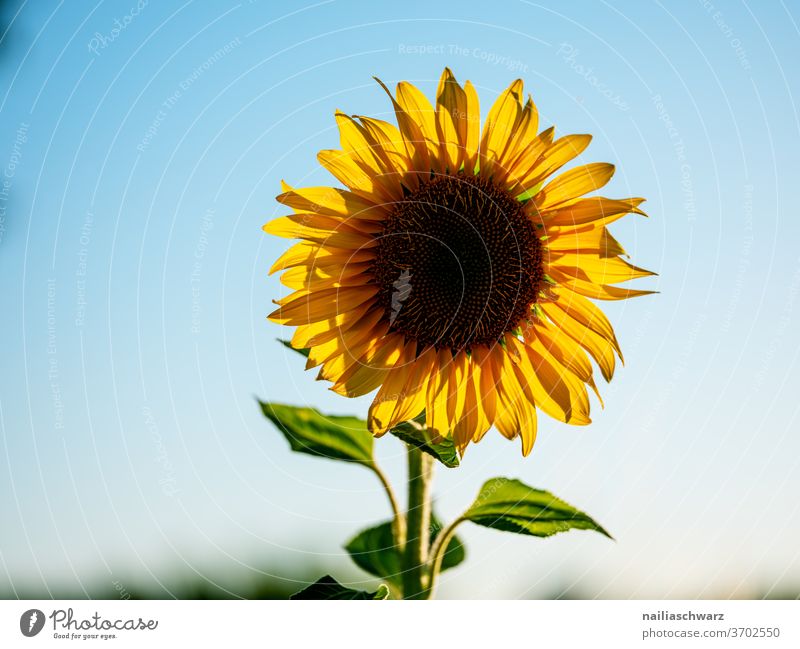 sunflower Sunflower Sunflower field Nature Landscape Field Yellow Blue bloom bleed Sky Blossoming Plant green flowers Vacation & Travel Summer Agriculture