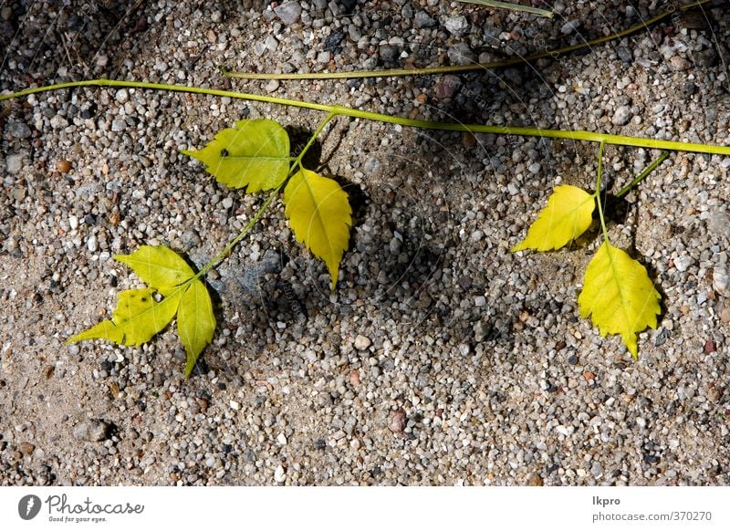 yellow leaf in the rocky ground in the centre of Nature Earth Autumn Leaf Rock Stone Line Blue Brown Yellow Gray Red Black White Ground colonia del sacramento