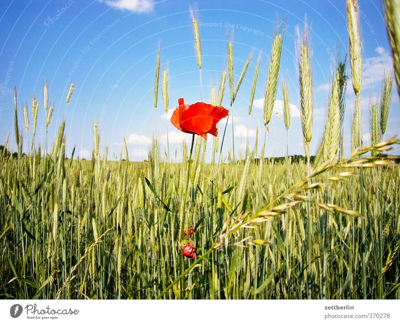 poppy Vacation & Travel Cycling tour Environment Nature Landscape Plant Sky Clouds Summer Climate Beautiful weather Blossom Agricultural crop Field Village