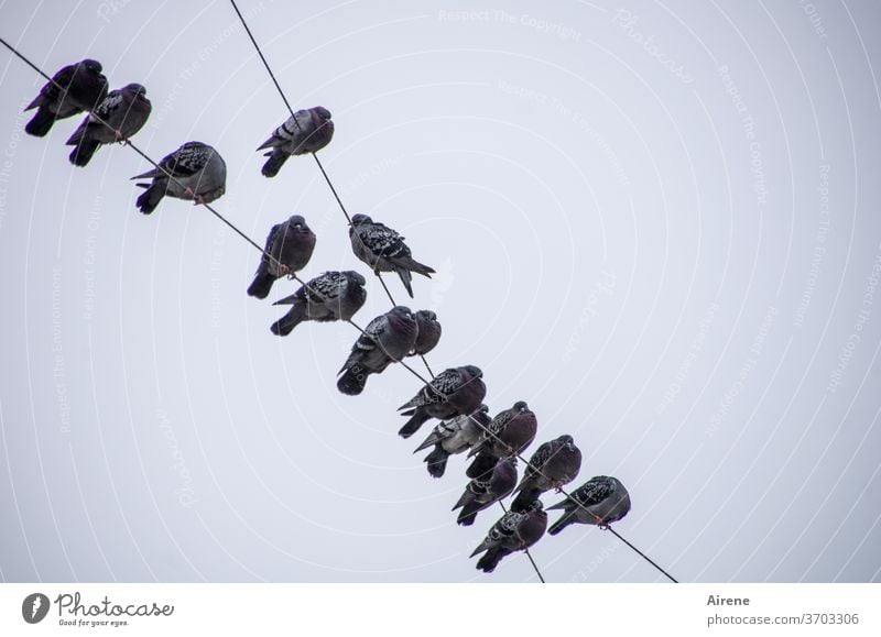 dynamic | space allocation Pigeon Sit Silhouette Wire power cable Cable Overhead line pigeons birds Flock Flock of birds Flock of pigeons rest group grouping