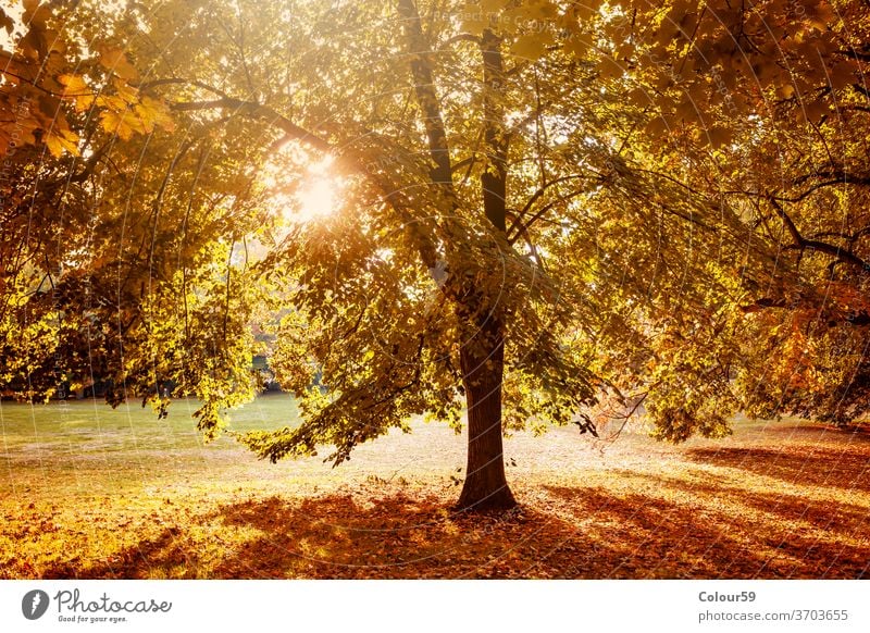 Autumn in nature park autumn fall tree yellow season landscape forest natural foliage environment light bright sun red orange leaf sunlight background sunny